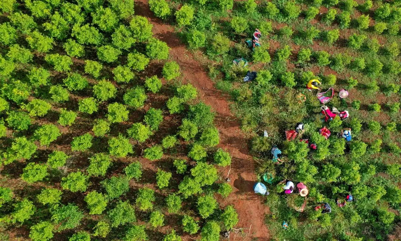 ¿Qué efectos tiene decisión de EE. UU. de dejar de medir la coca sembrada en Colombia?