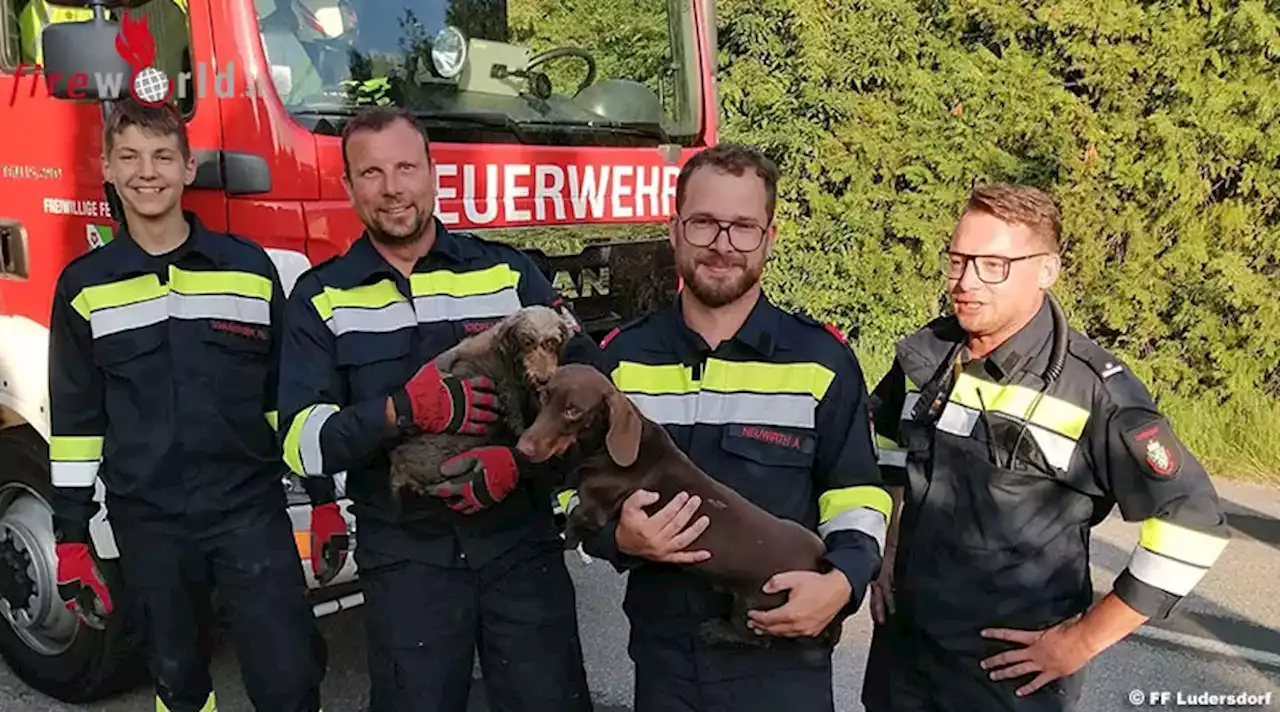 Stmk: Zwei Hunde und eine Katze aus der Kanalisation gerettet