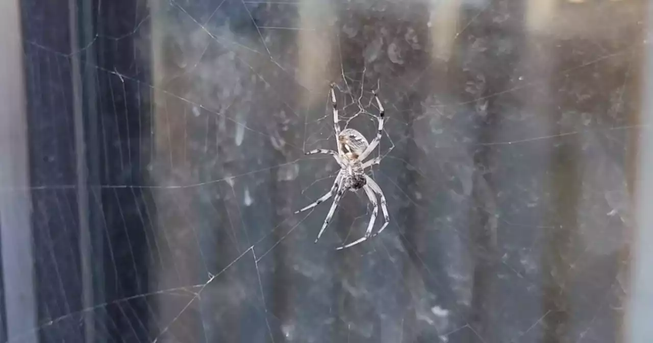 Spiders begin summer swarm at Great Salt Lake Marina