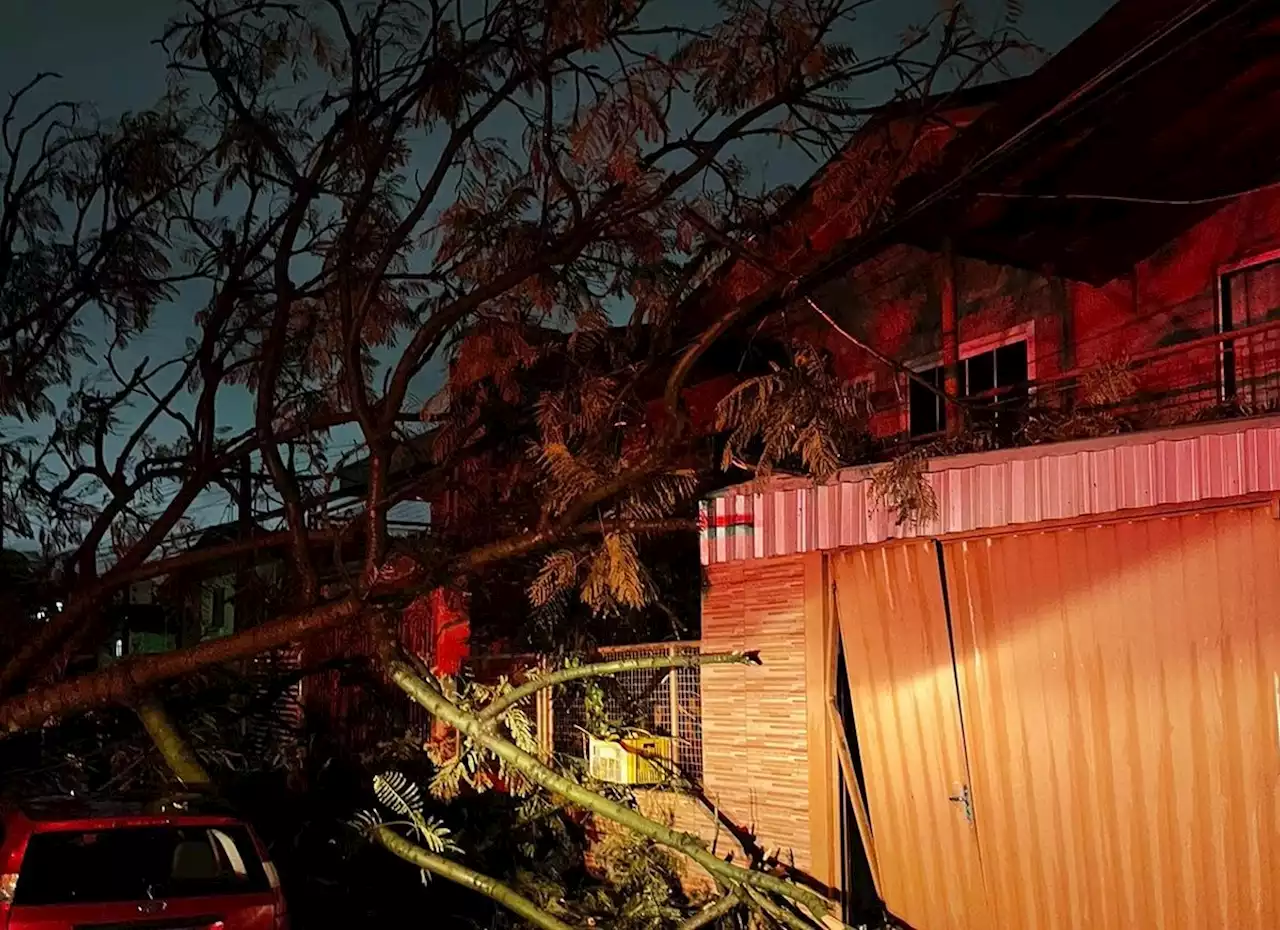 Ciclone arranca árvores, interdita estradas e causa estragos em SC; FOTOS