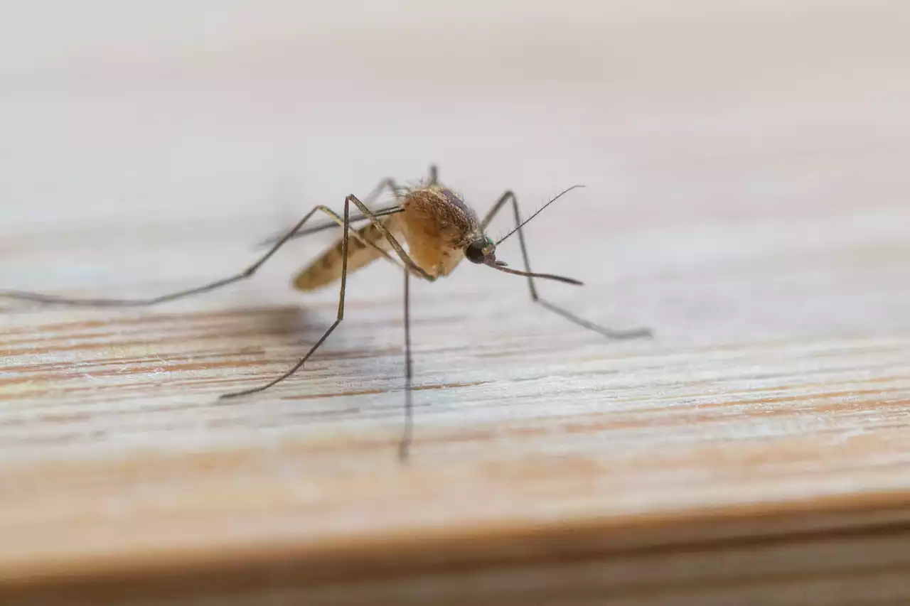 The Solution For Itchy Mosquito Bites Is Probably In Your Kitchen