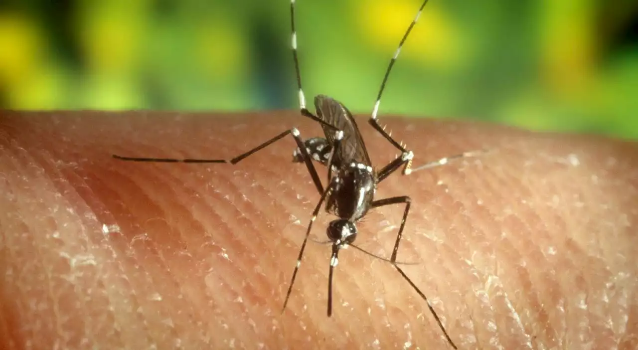 West Nile, primo caso di infezione in Italia: è un donatore di sangue della provincia di Parma