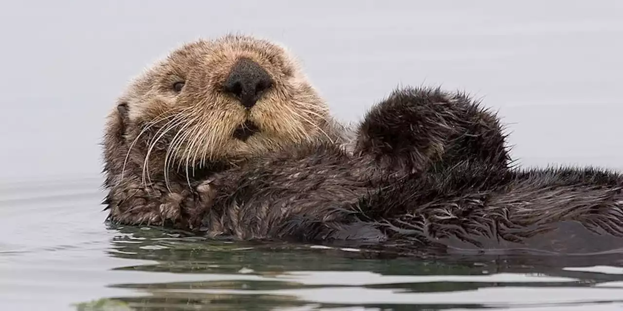 In California c'è una lontra marina che ruba le tavole da surf - Il Post