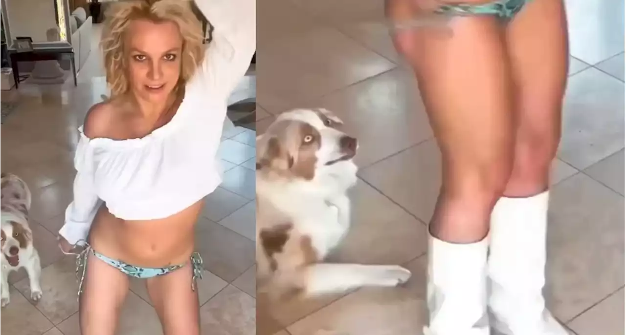 Cachorro de Britney Spears viraliza por reações à cantora dançando