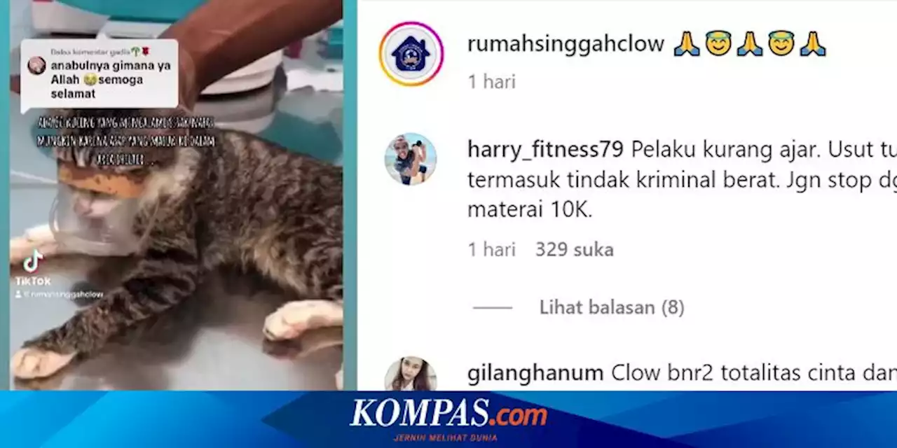 Shelter Hewan 'Rumah Singgah Clow' di Bogor Dibakar, 4 Kucing Mati