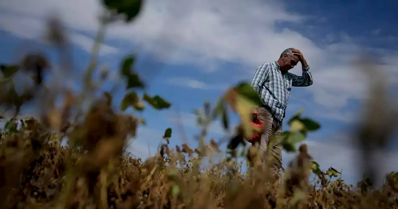 Cuánto dinero deja de ingresar: los números del derrumbe histórico de la soja | Agricultura | La Voz del Interior