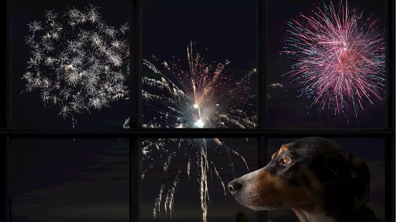 Les conseils d’une vétérinaire pour protéger son animal de compagnie des feux d’artifice