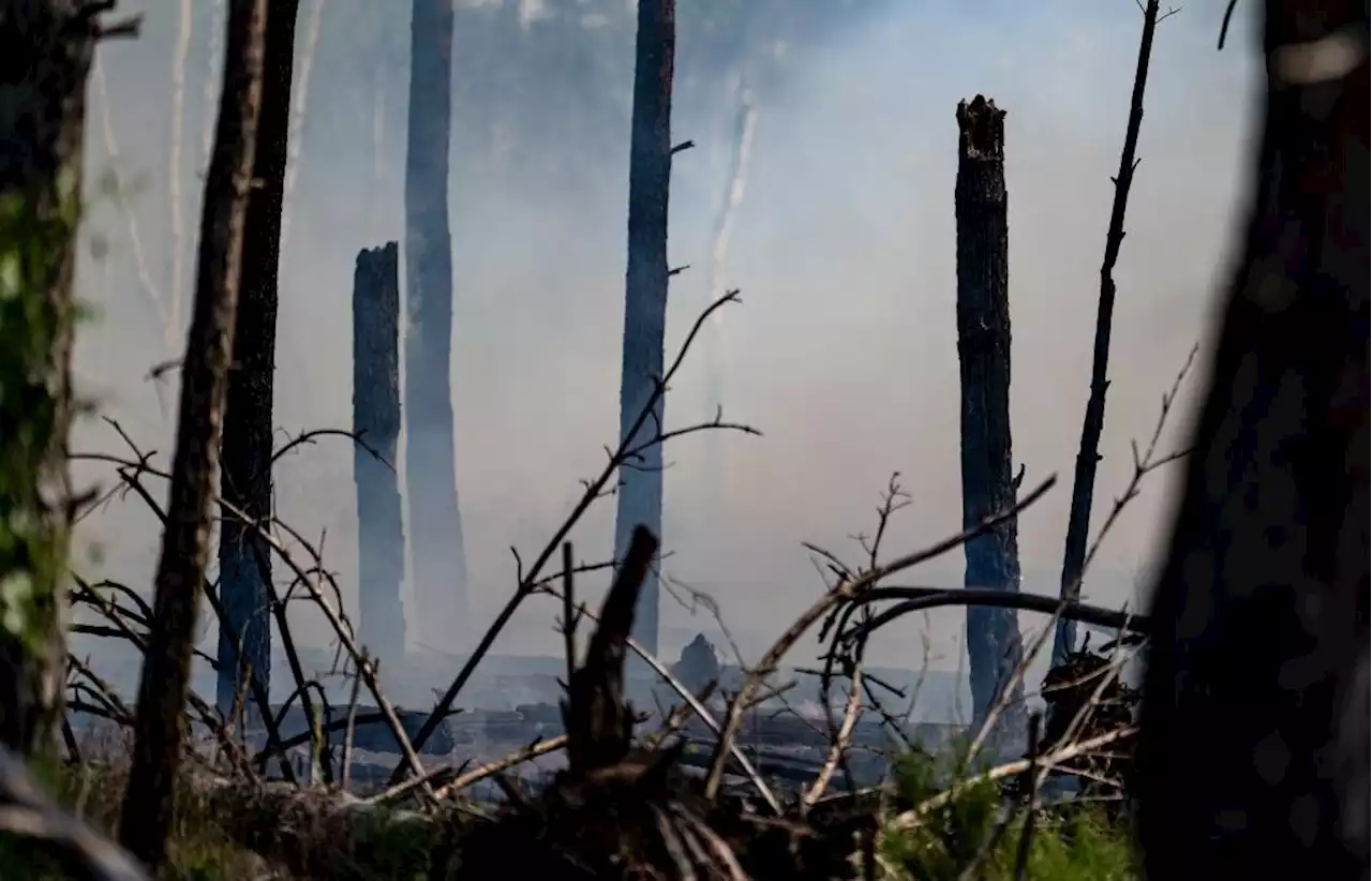 Hohe Waldbrandgefahr: Beobachtungsflüge am Wochenende in Niederbayern und Oberpfalz