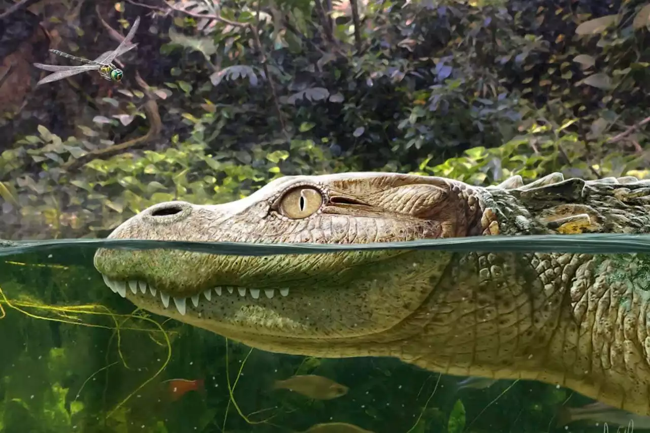 Ancient alligator had a stubby snout and may have chomped on snails