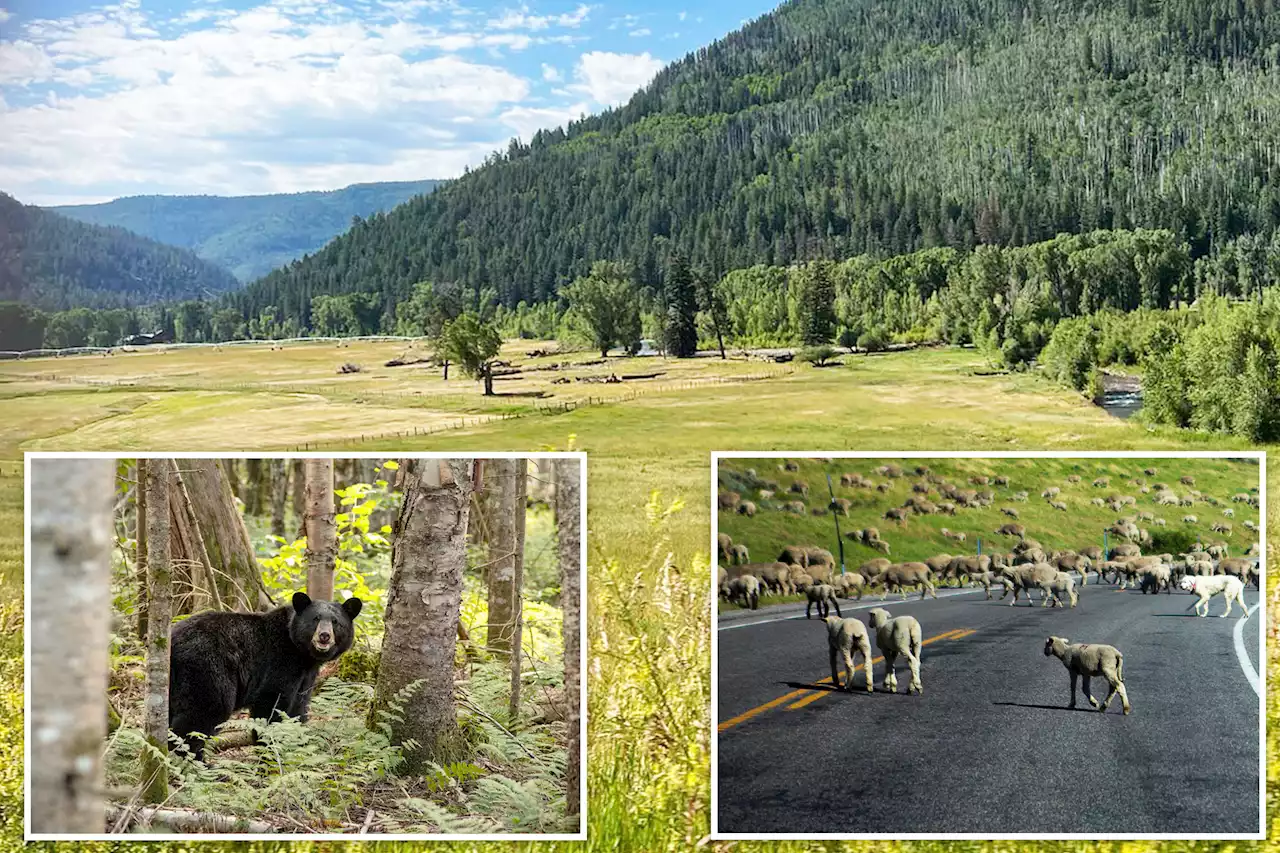 Black bear bites sheep herder’s head during vicious nighttime attack