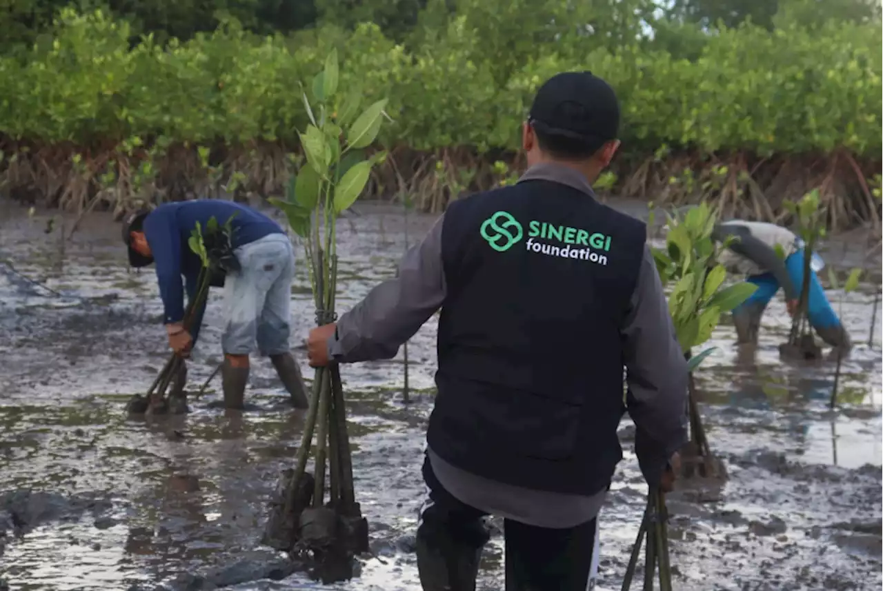 Sinergi Foundation Tanam 3.000 Pohon Mangrove di Pesisir Pantai Banyuwangi |Republika Online