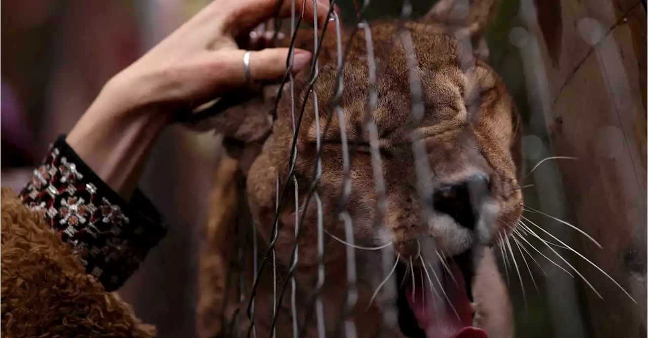 In wake of disasters, Chile animal shelter offers hope to wildlife