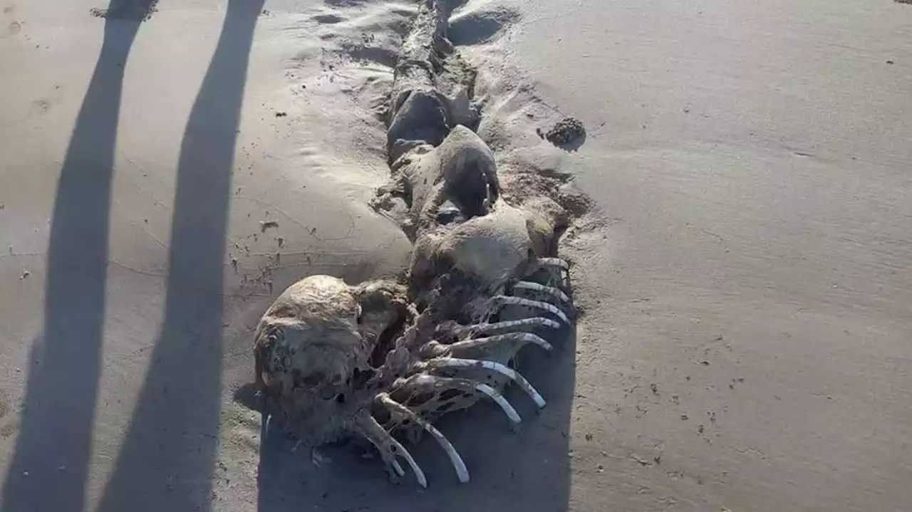 Esqueleto semelhante a corpo de sereia encontrado em praia surpreende banhistas