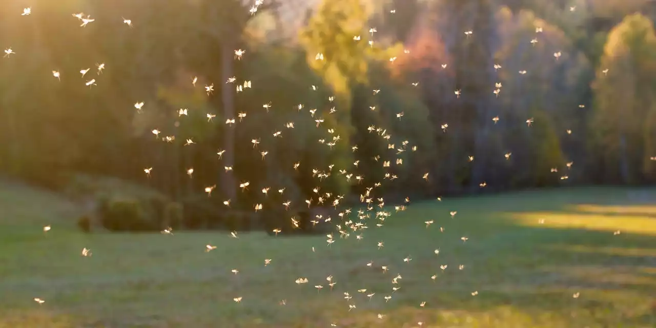 Here’s a Super Easy Way to Keep Mosquitoes Away From Your Home, According to the CDC