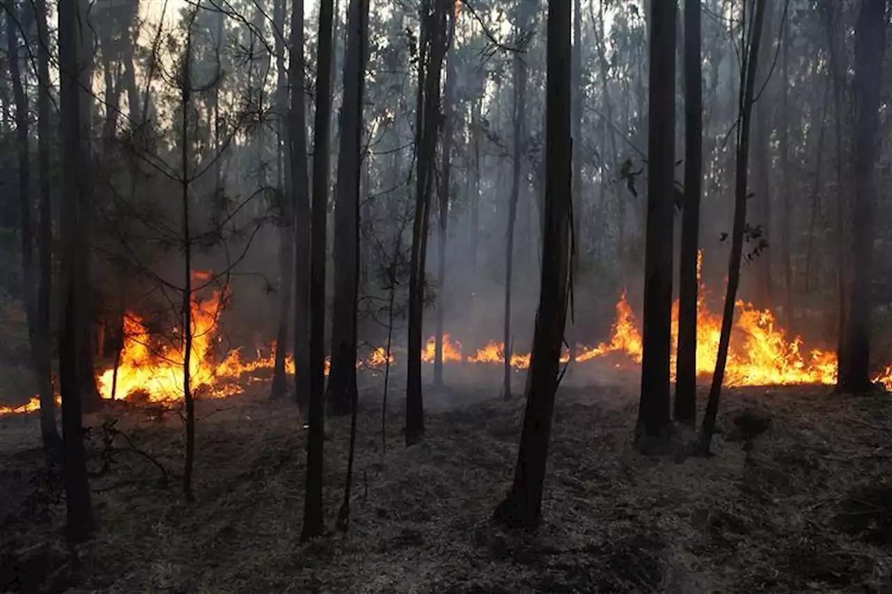 Dominado fogo em Silves no Algarve