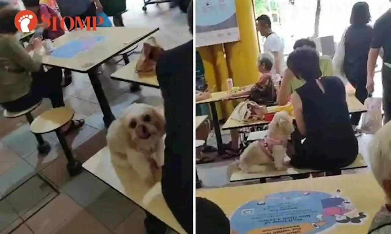 'Unreasonable couple' let dog sit with them as they have breakfast in Bukit Ho Swee hawker centre