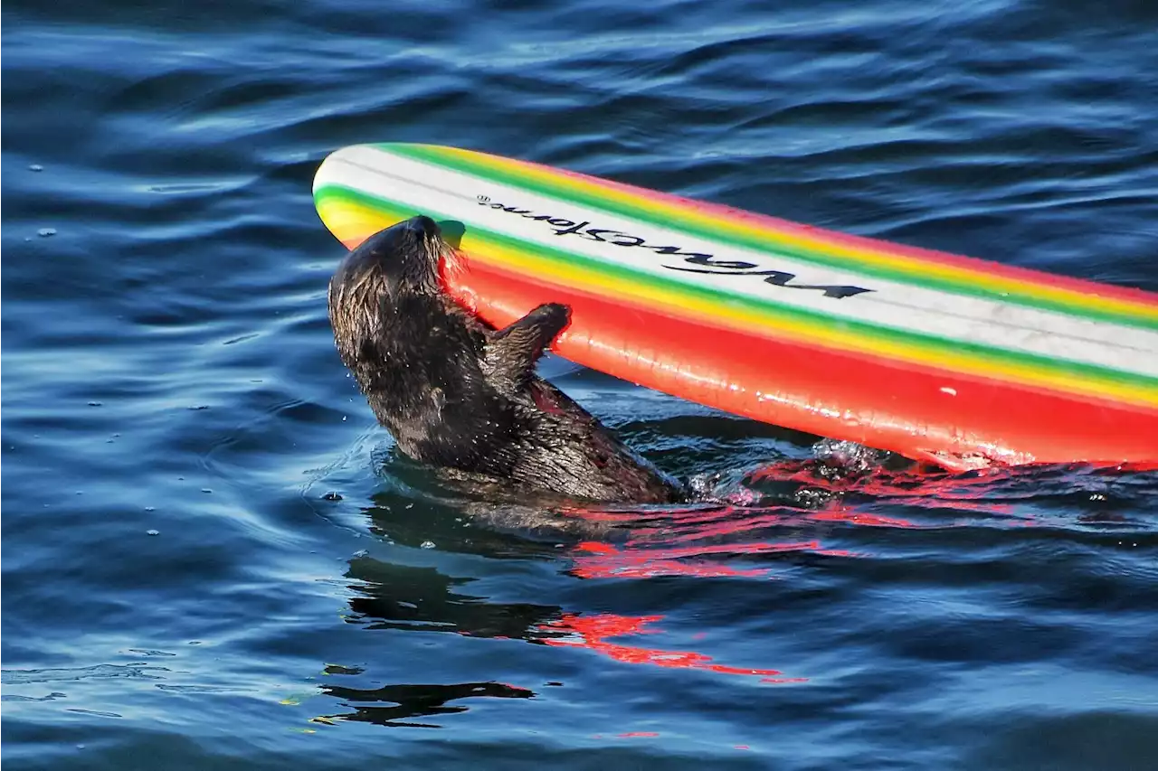 Gefährdete Spezies – Otter klaut Surfbretter – warum das nicht witzig ist