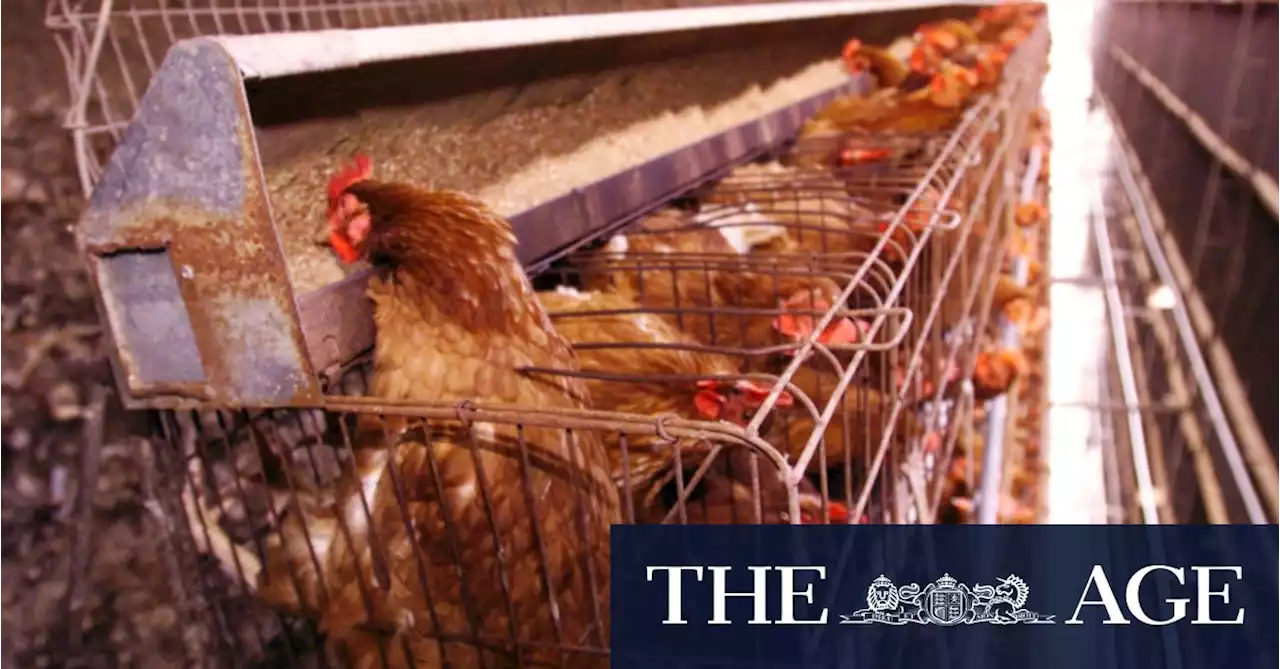Ministers get cracking on plan to phase out caged eggs in Australia