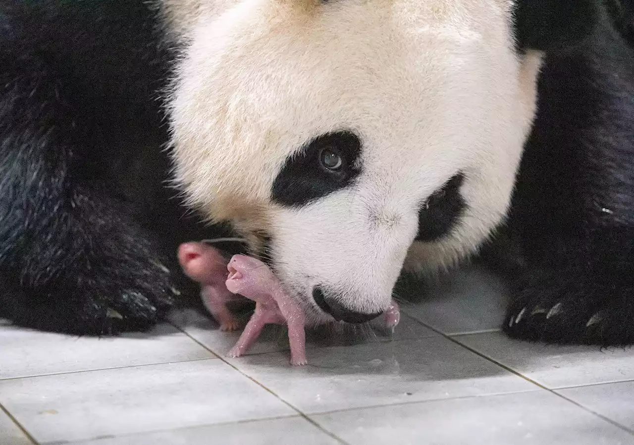 Why Newborn Pandas in South Korea Will Eventually Move to China