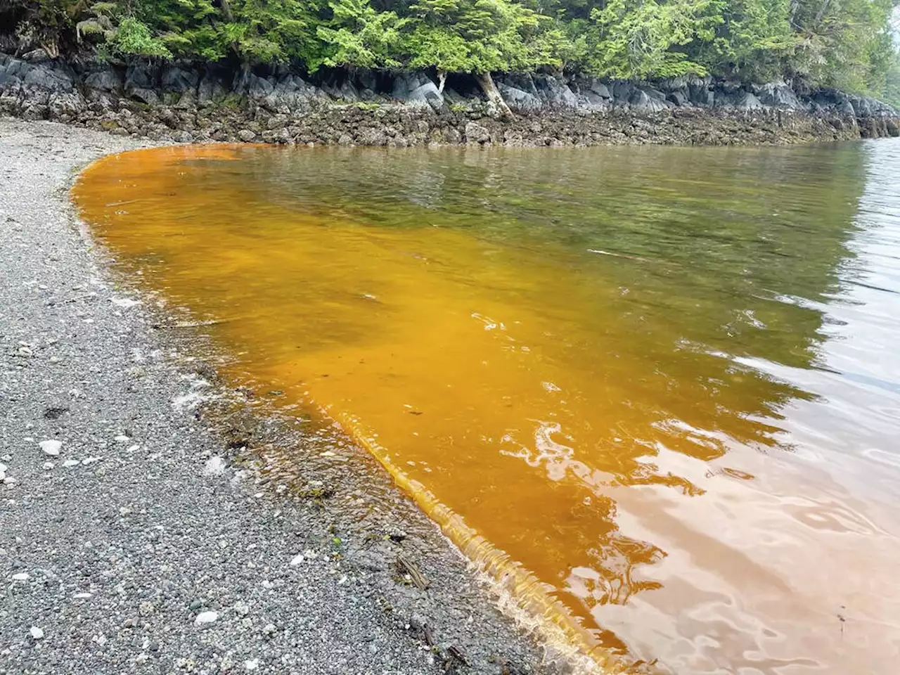 As temperatures rise, shores turn orange, but blooms aren’t toxic