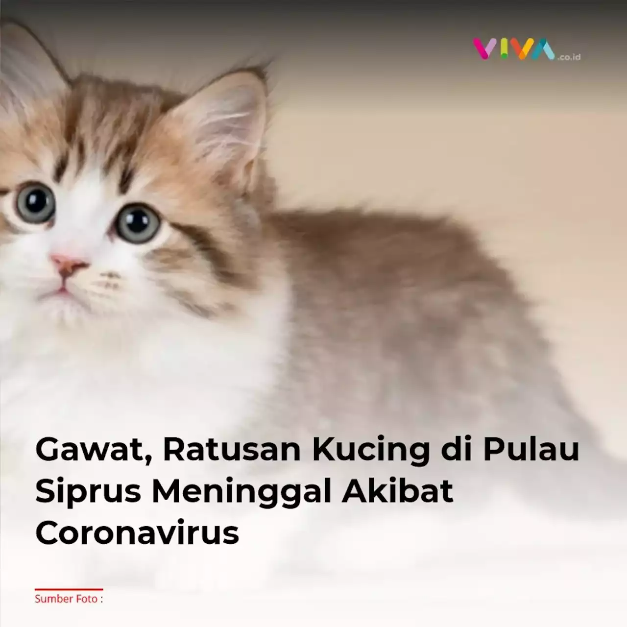 Gawat, Ratusan Kucing di Pulau Siprus Meninggal Akibat Coronavirus