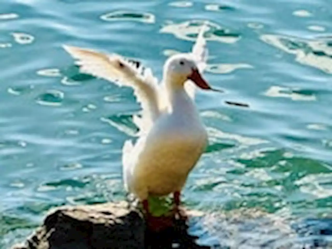 Perspective | A duck named Gertrude became beloved where he didn’t belong: the wild