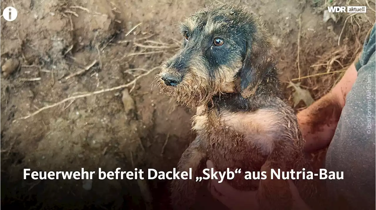 Feuerwehr befreit Dackel: 'Skyb' sitzt stundenlang in Nutria-Bau