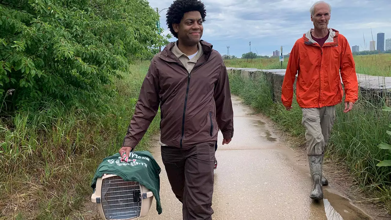 Chicago Has 3 New Piping Plovers at Montrose: Meet Searocket, Prickly Pear and Wild Indigo