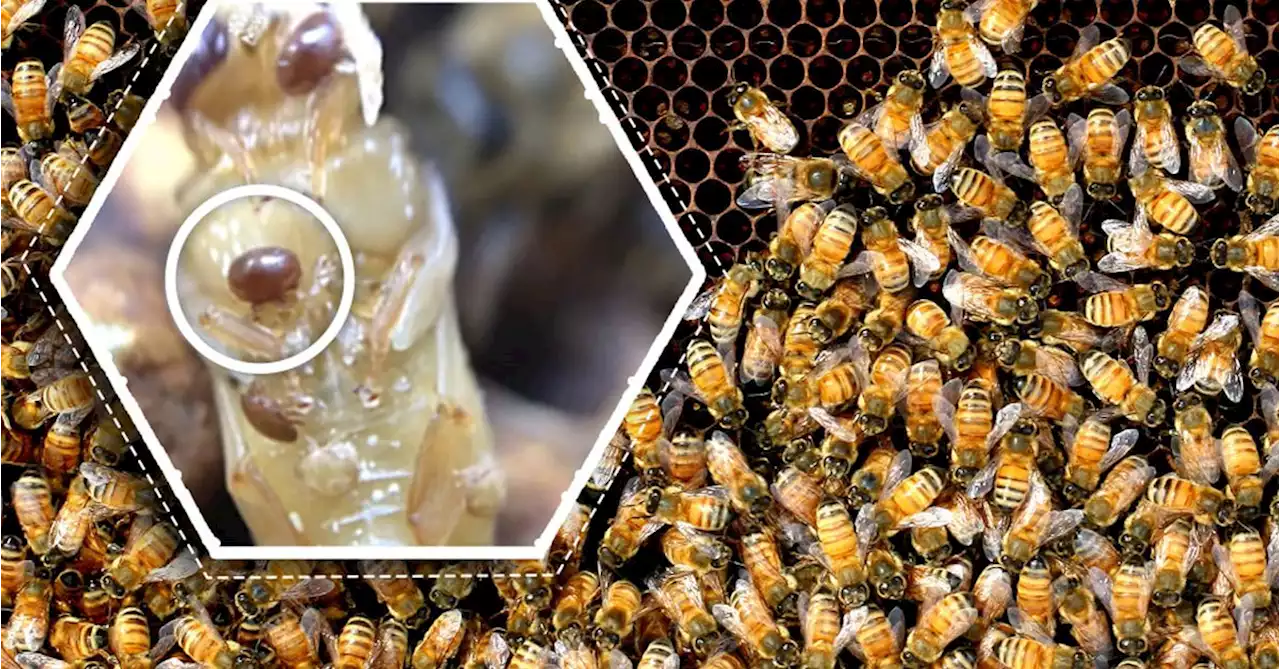 New bee-killing varroa mite detection in New South Wales' Central West