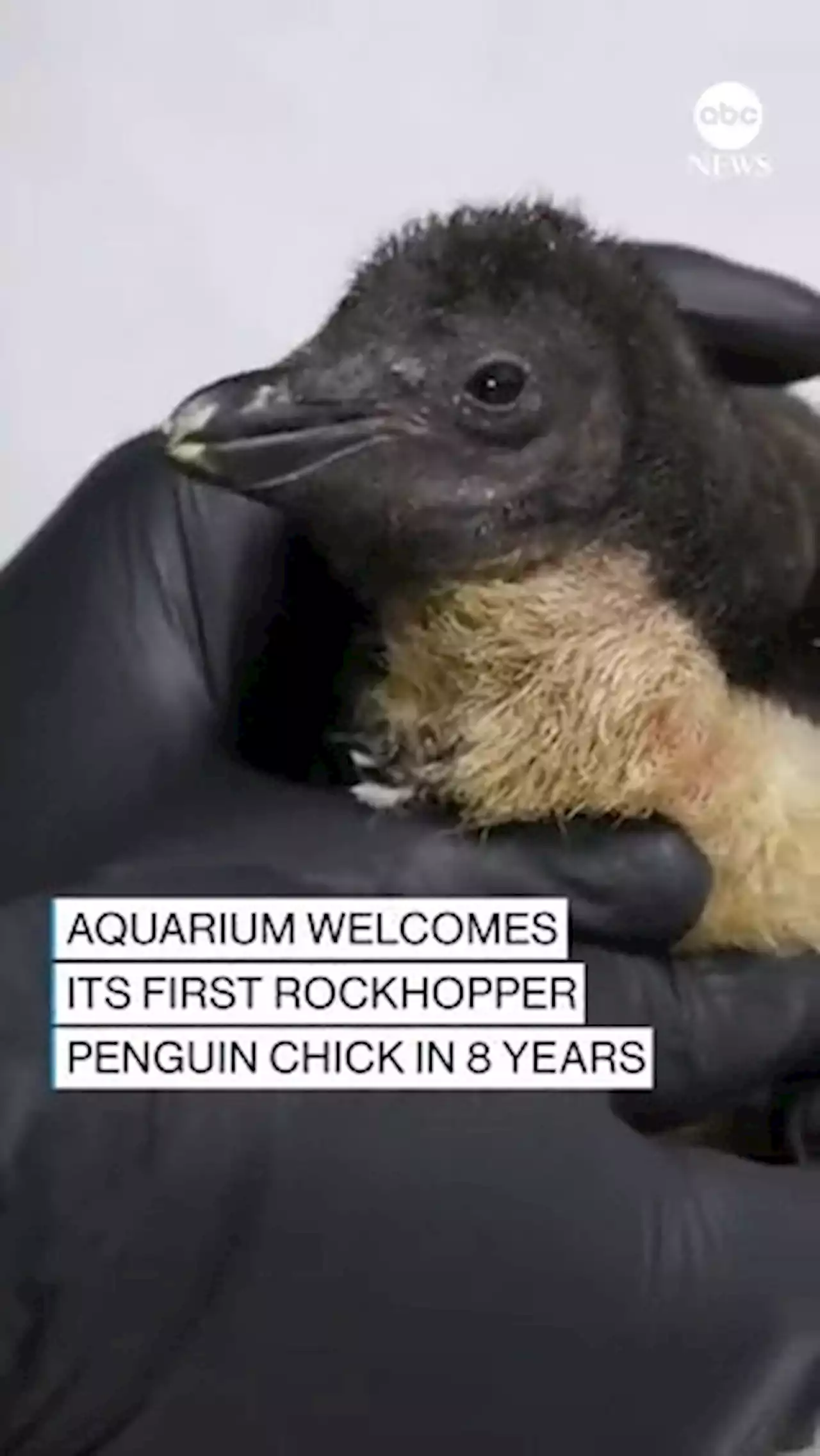 Chicago's Shedd Aquarium welcomes its first rockhopper penguin chick in 8 years