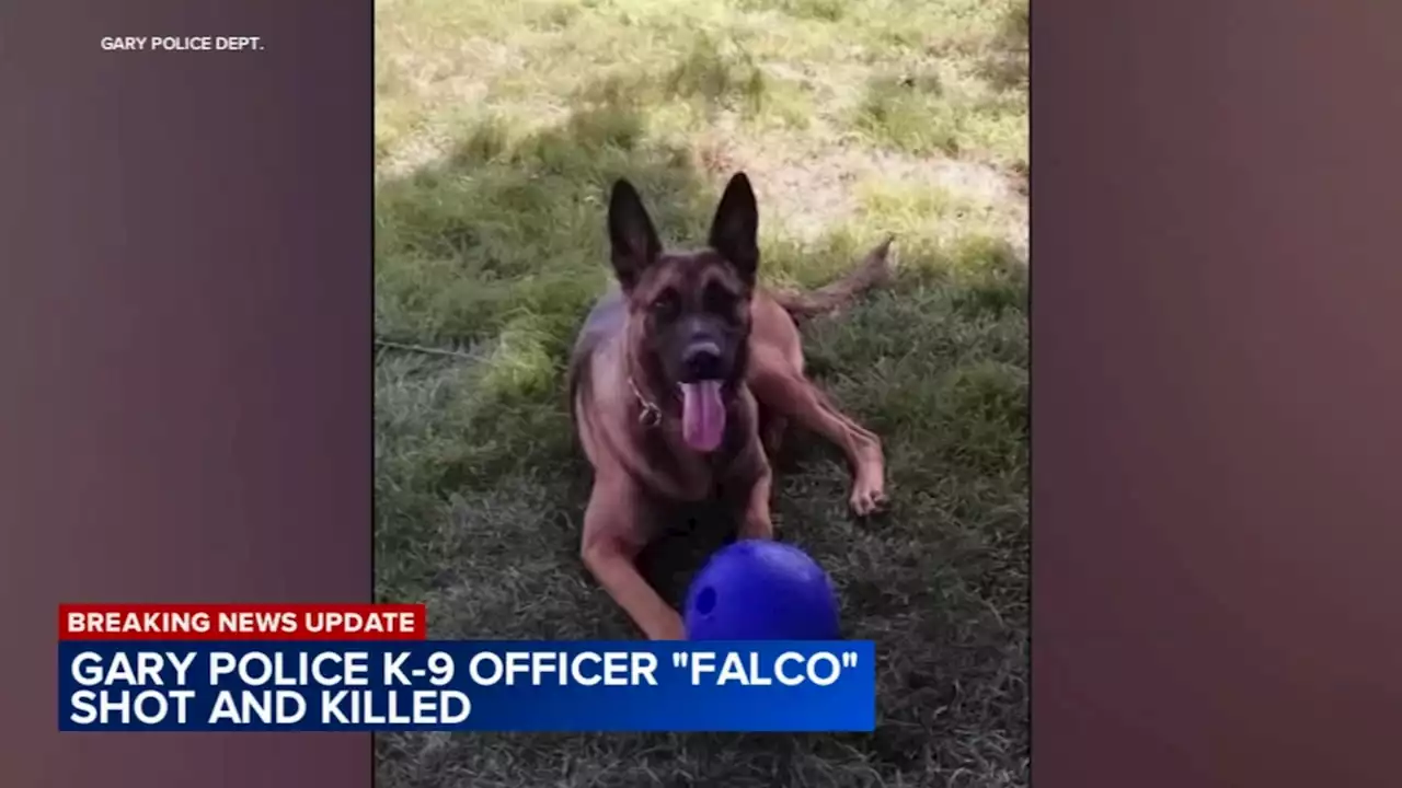 On-duty K-9 killed in Gary, Indiana shooting; man arrested: police