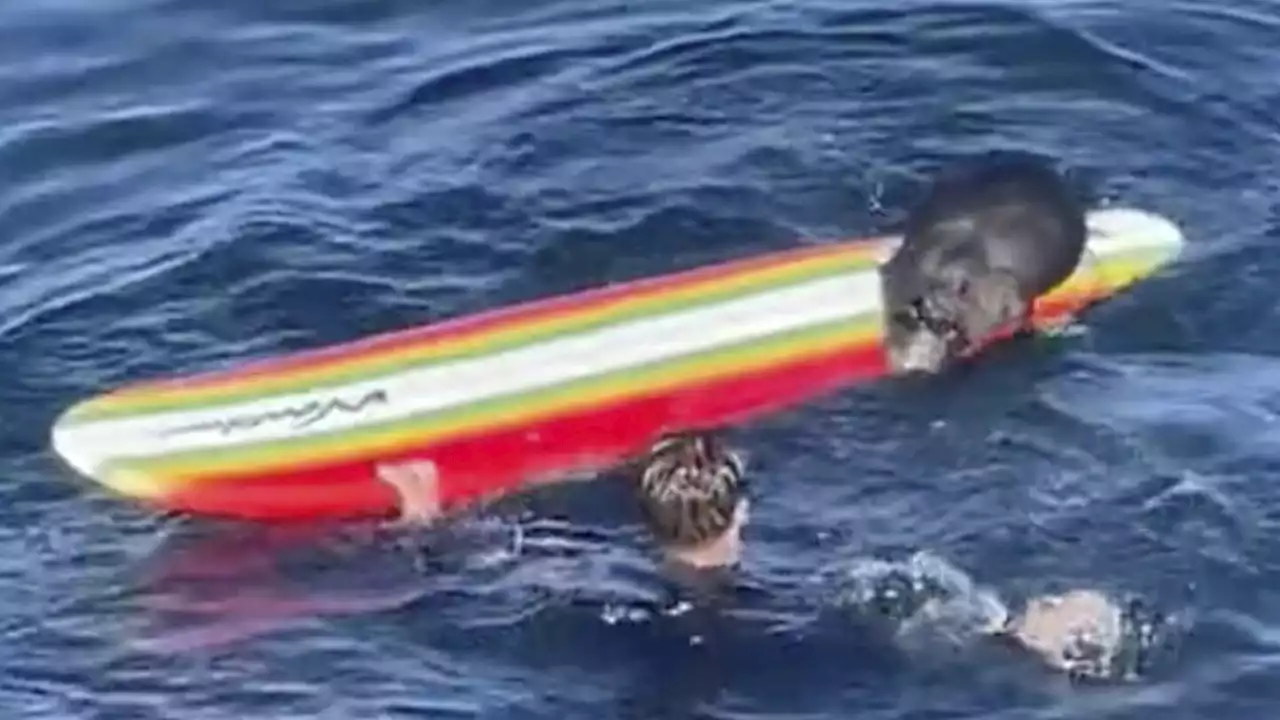 Wildlife officials search for a wayward sea otter harassing surfers, kayakers off California coast