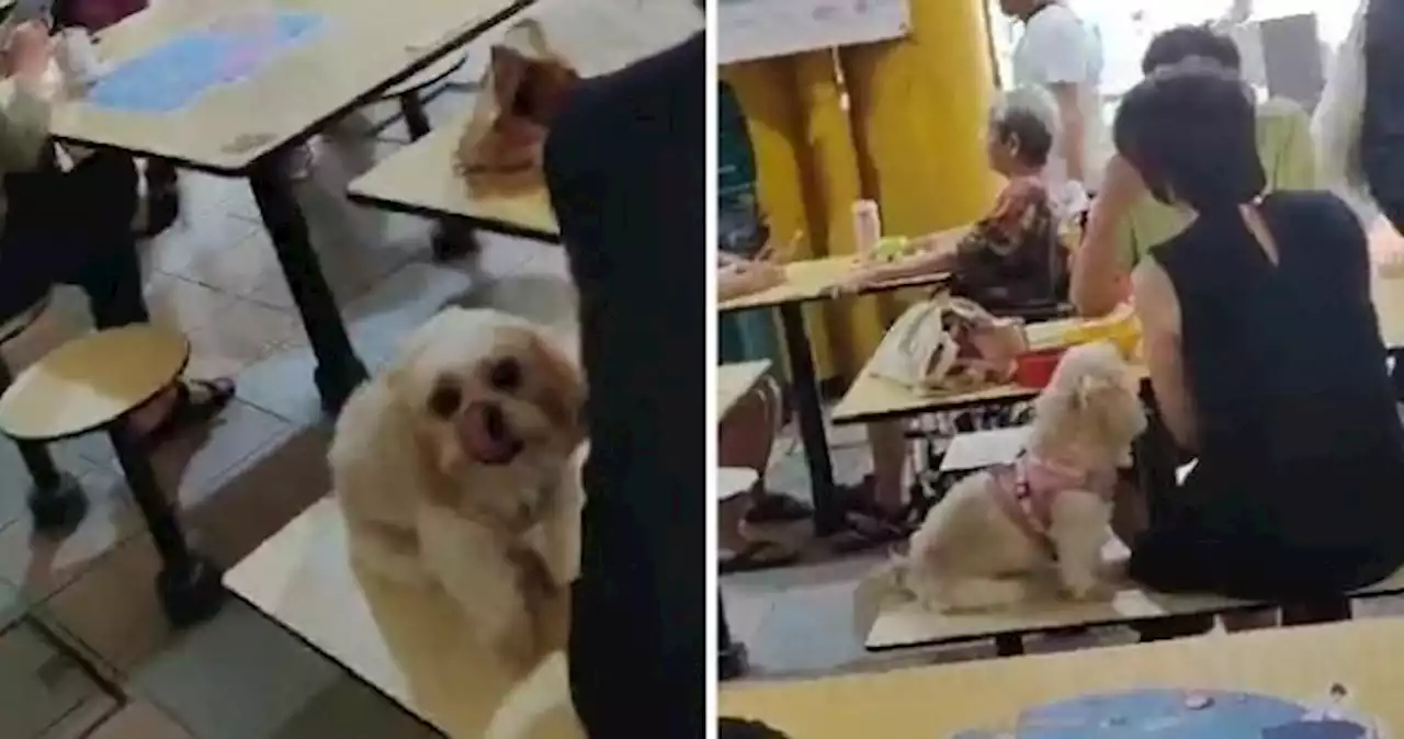 Pets not allowed: 'Unreasonable couple' lets dog sit with them as they eat at Bukit Ho Swee hawker centre