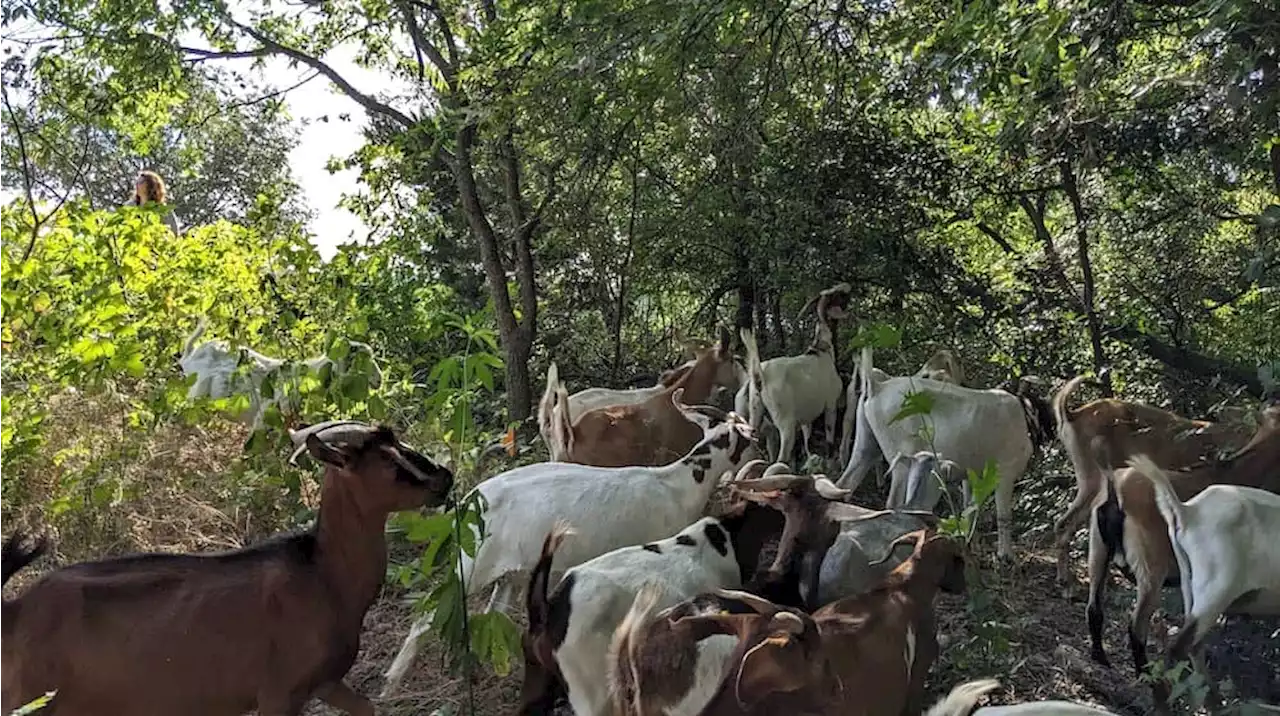 Watch for Poison Ivy Eradicating Goats on the Hike-and-Bike Trail