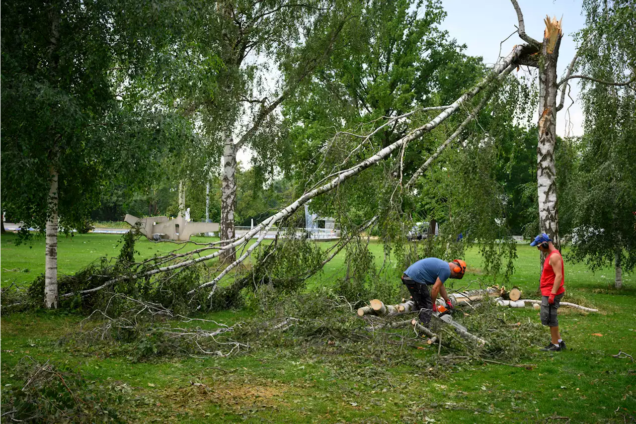 Stadtgärtner zu Sturmschäden in Basel – «Die verlorene Biomasse können wir nie mit Jungbäumen ersetzen»