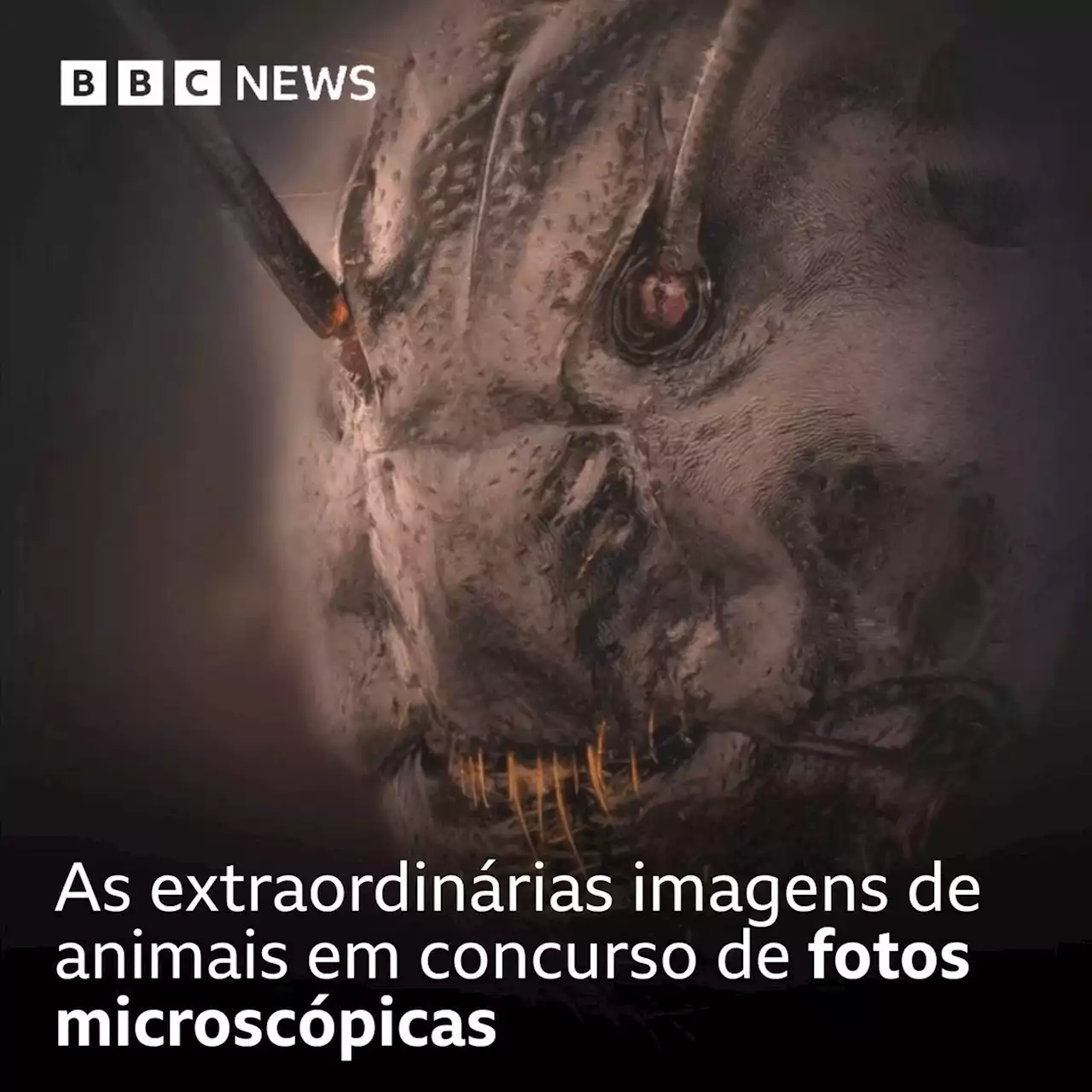 As extraordinárias imagens de animais em concurso de fotos microscópicas - BBC News Brasil