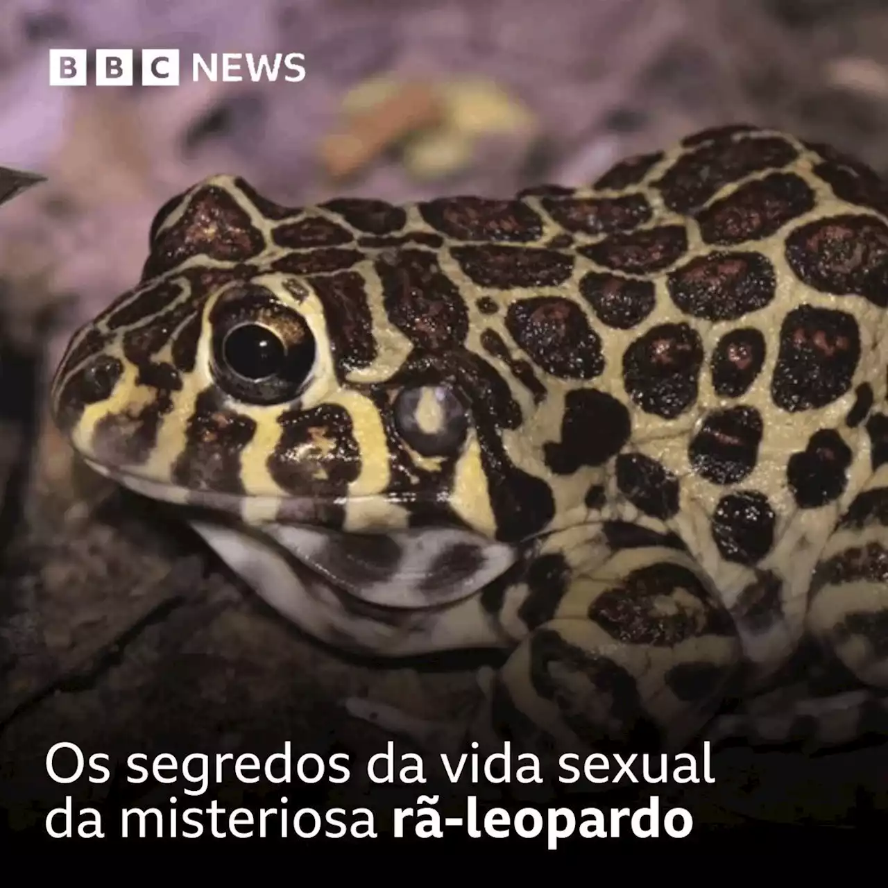 Os segredos da vida sexual da misteriosa rã-leopardo - BBC News Brasil