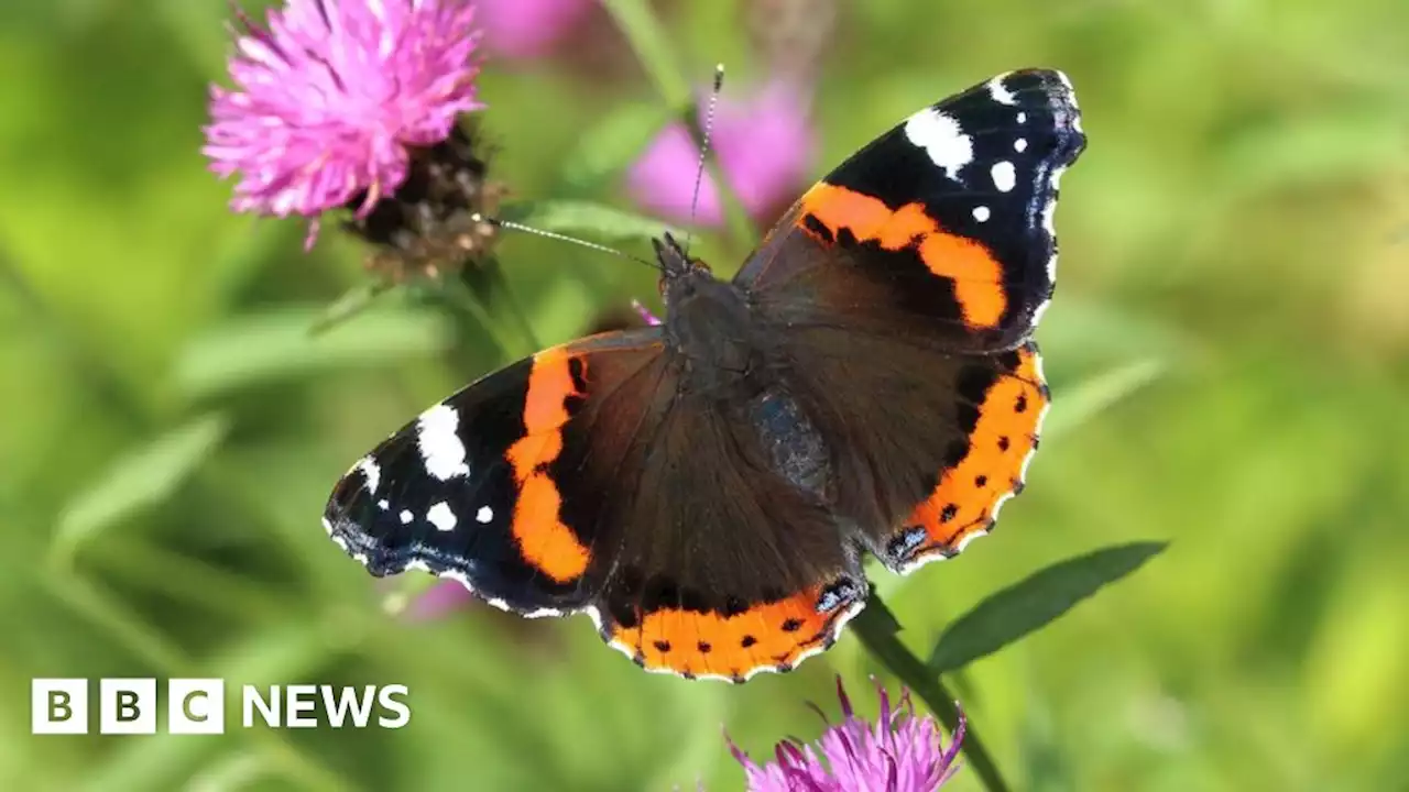 Big Butterfly Count: NI public urged join tracking efforts