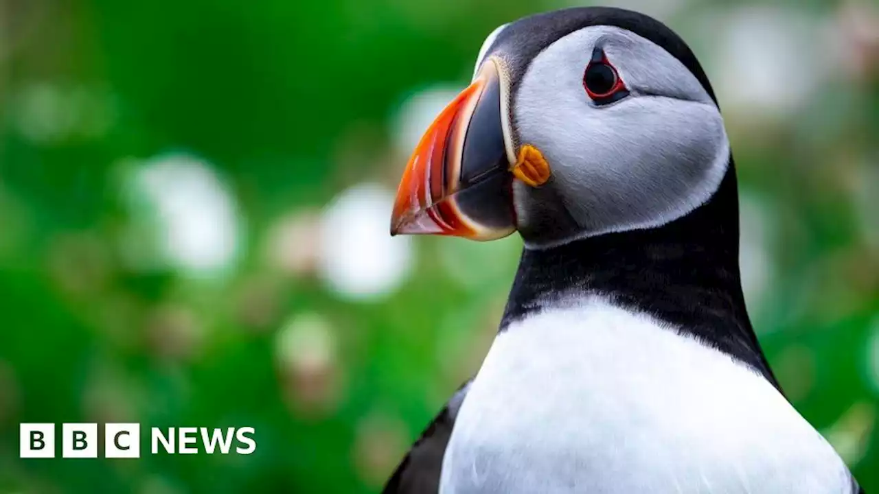 Bird flu: 'Alarming and unprecedented' Irish outbreak warning