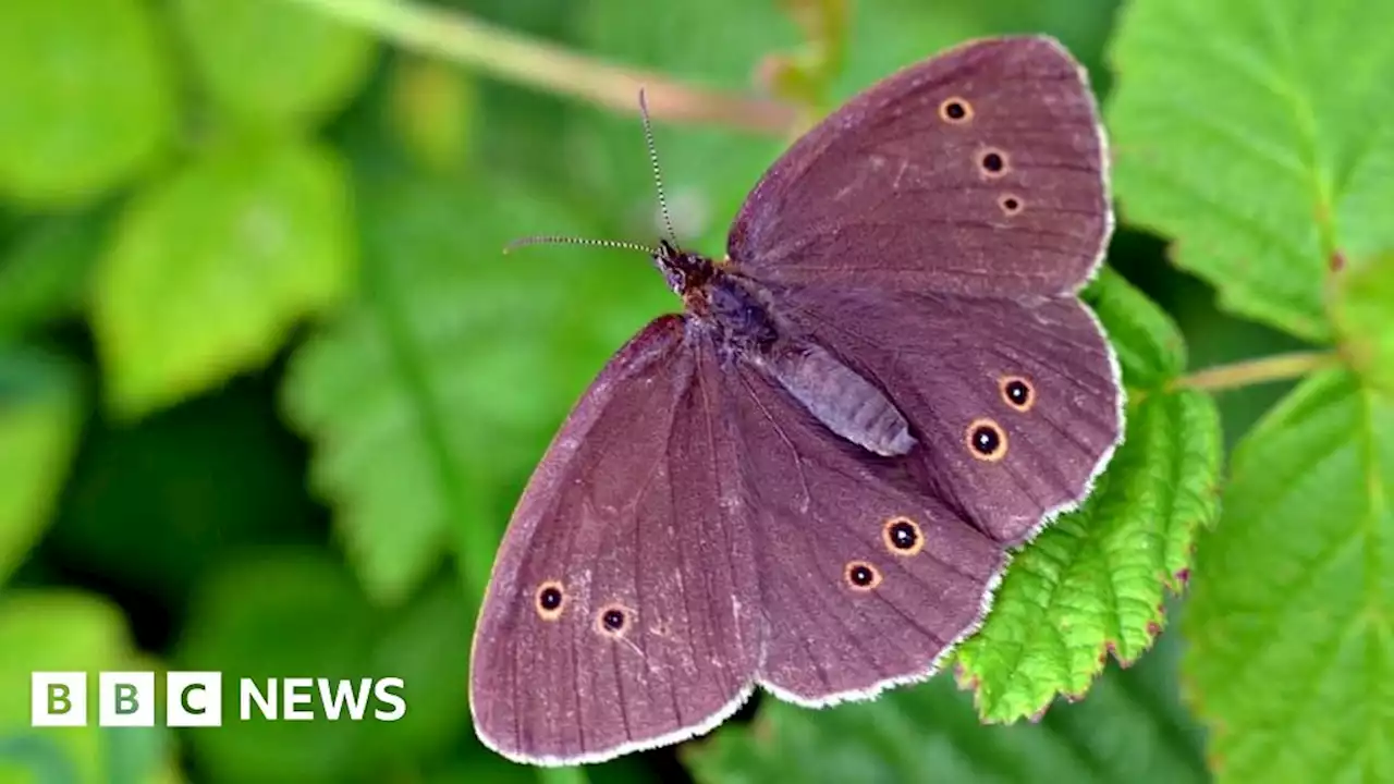 Butterfly count to gauge impact of extreme weather