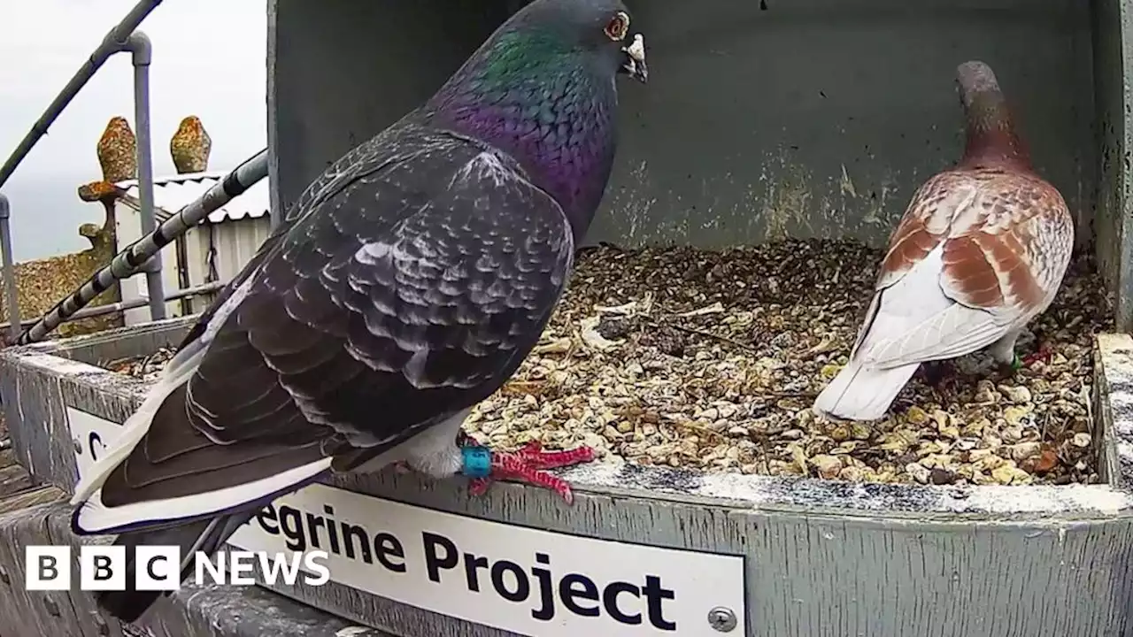 Cromer: Brazen pigeons spotted snooping in peregrine nest