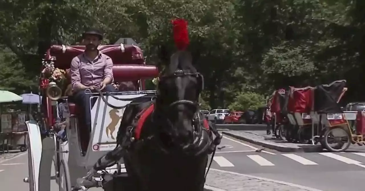 Activists, elected officials call for New York City to ban horse carriages in Central Park