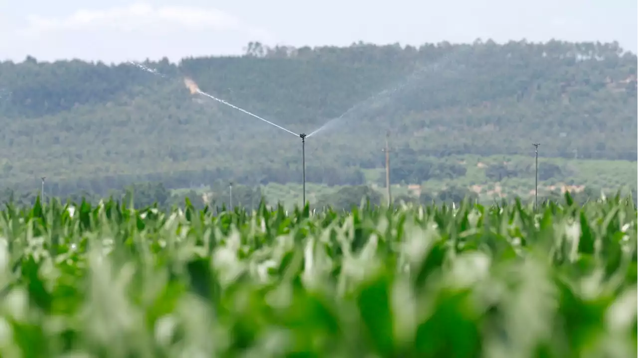 Bruxelas ajuda agricultores com 11,6 milhões para Portugal