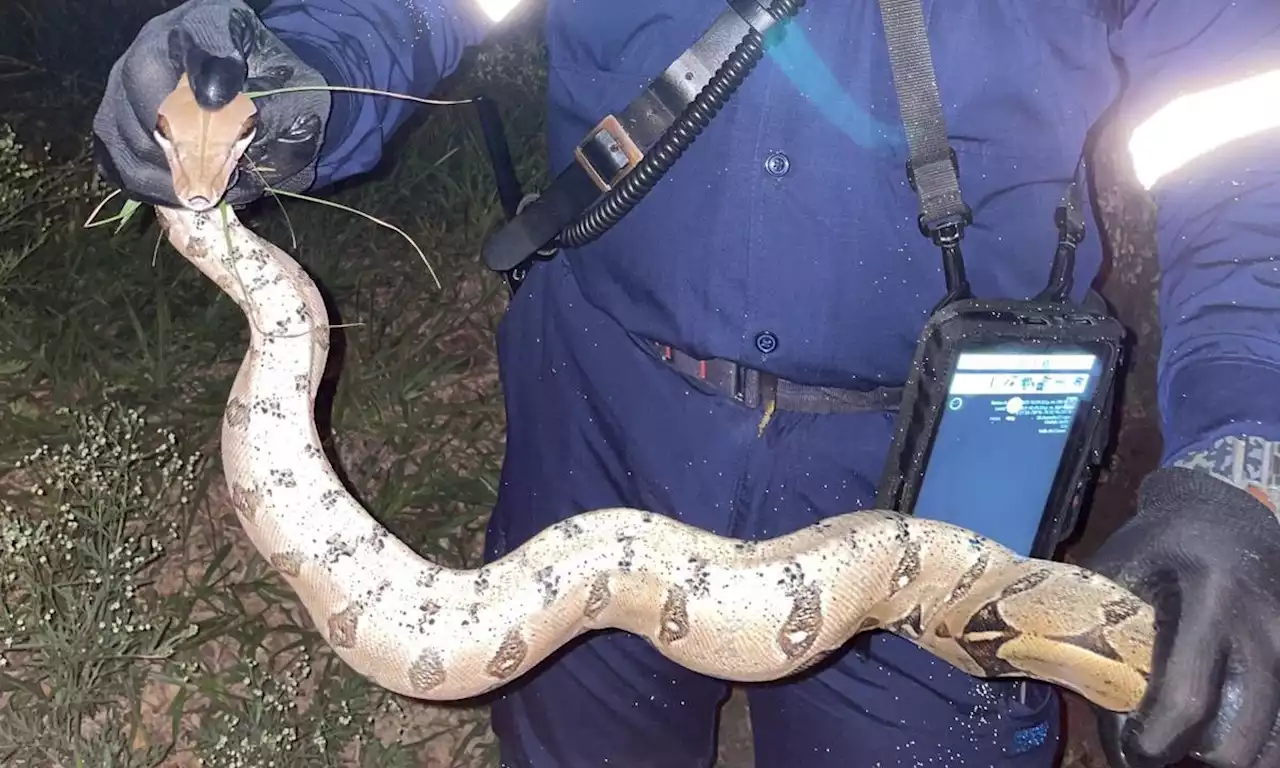 Atención: una boa constrictor fue encontrada en una iglesia de un barrio de Cali