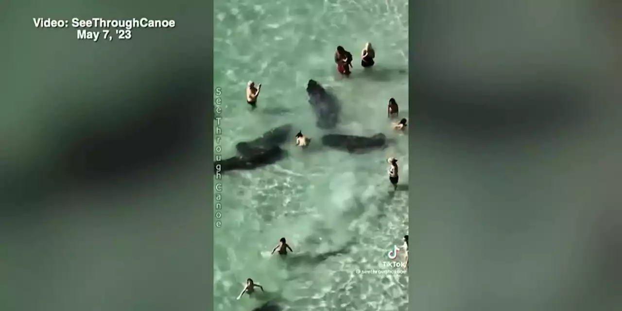 VIDEO: People are seen harassing manatees on beach