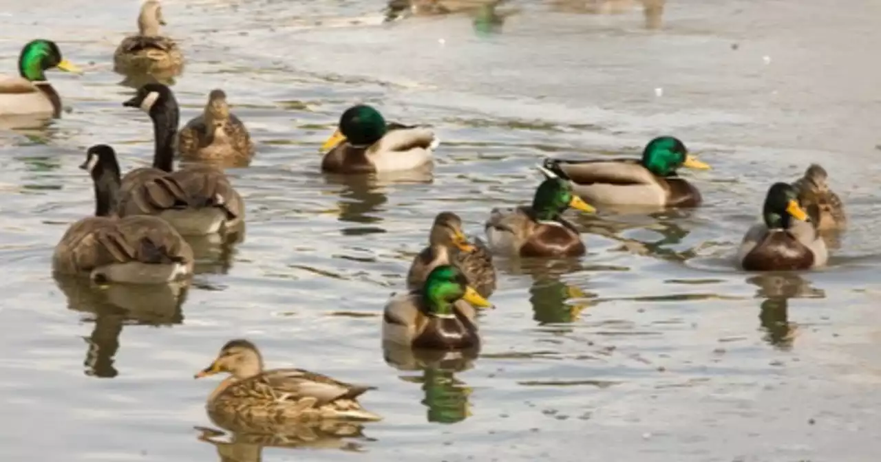 20-30 ducks have died at Liberty Park in past week