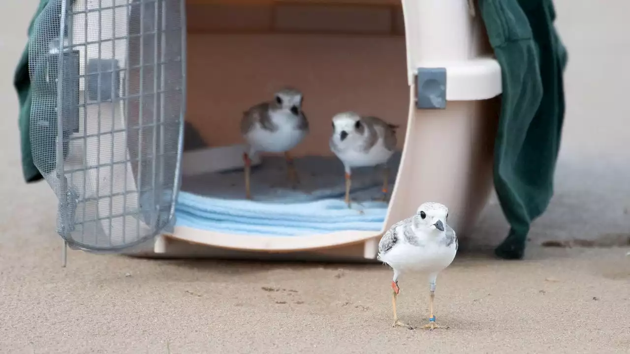 Chicago releases piping plover chicks at Montrose Beach to support conservation efforts