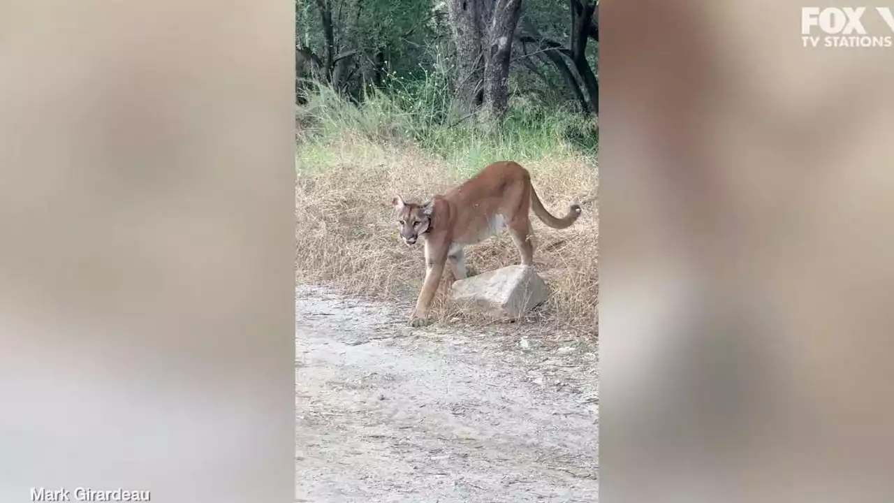 VIDEO: Wildlife photographer and mountain lion come face to face in Orange County