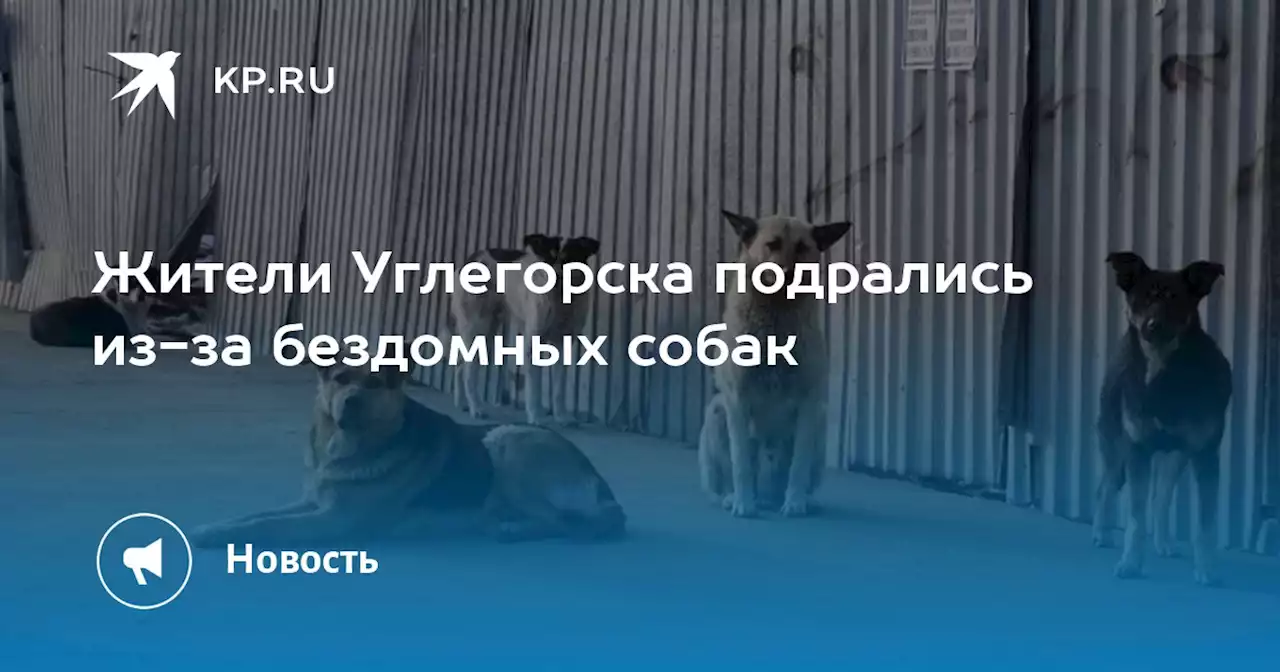 Жители Углегорска подрались из-за бездомных собак