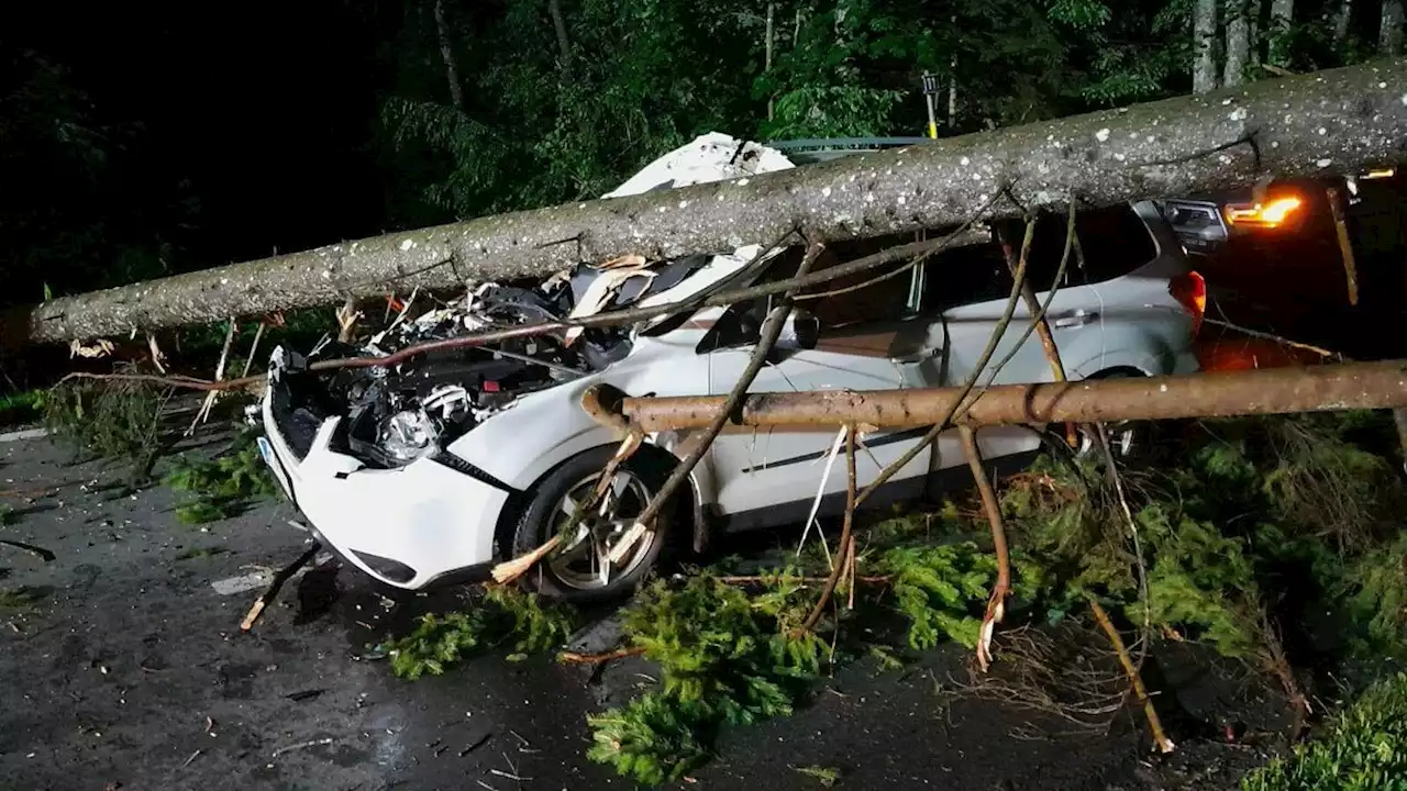 Umstürzender Baum krachte auf fahrende Autos